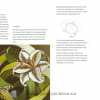 eBook - Japanese Embroidery The Techniques Based on Nuido - Image 4