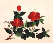 PF2077-198 Hibiscus-0