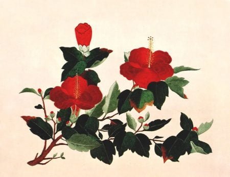 PF2077-198 Hibiscus-0