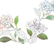 NESM11-08 Lacecap Hydrangea-0