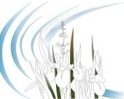 NESM13-08 Stream of Iris-0