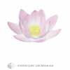 C21-01 Hana Mandala - Image 5