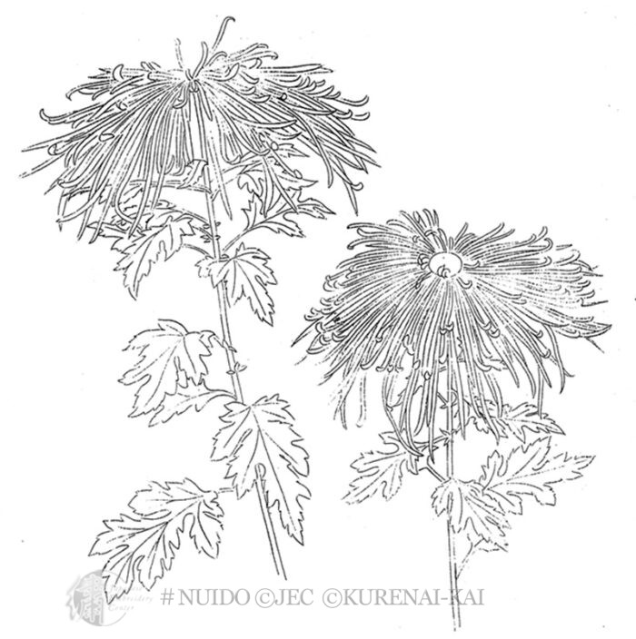 C106 Pair of Spider Mums
